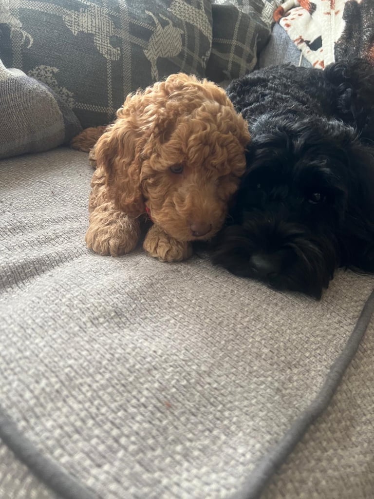Cockapoo puppy 