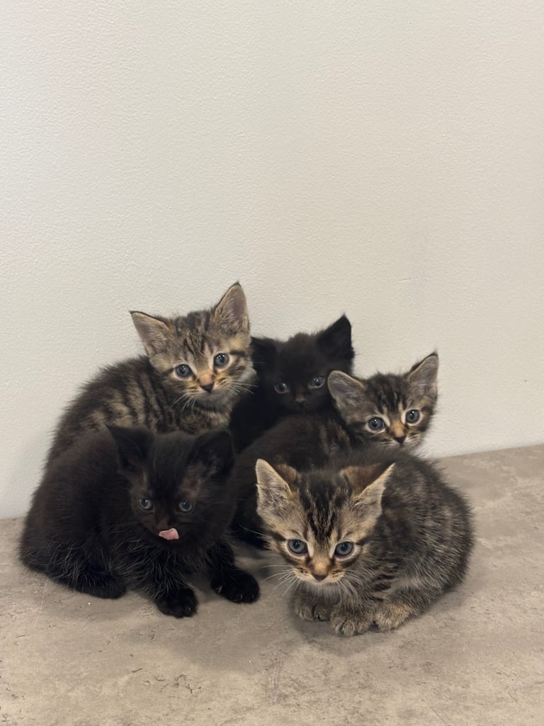 Beautiful British Kittens 