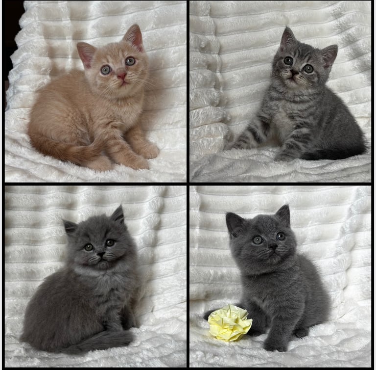 GCCF BRITISH SHORTHAIR & BRITISH LONGHAIR KITTENS