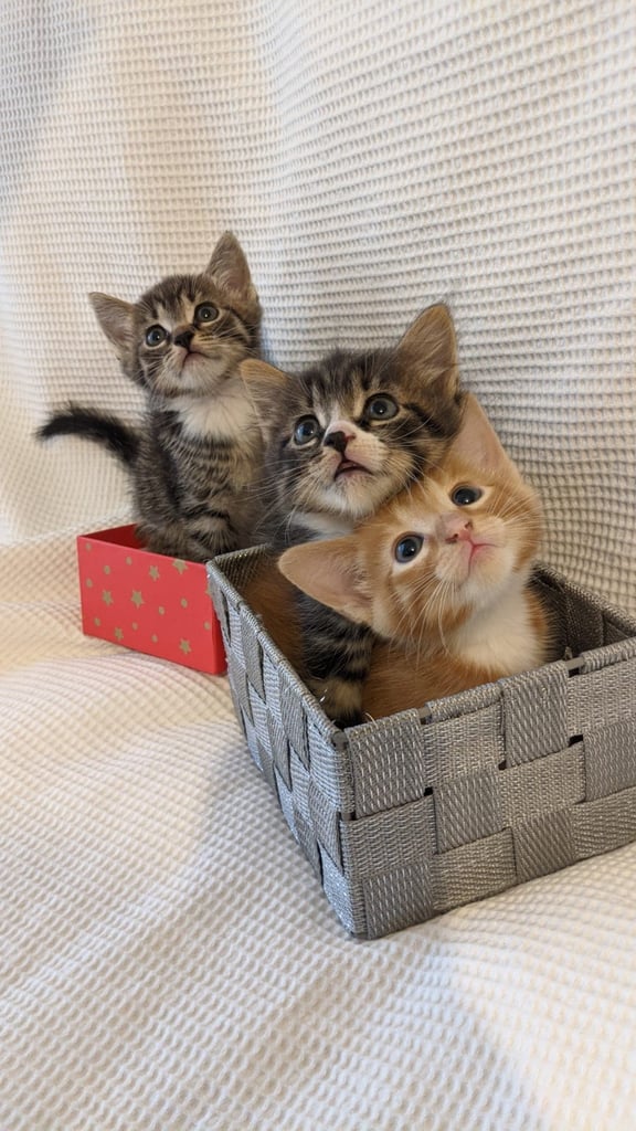 Lovely Kittens 💕