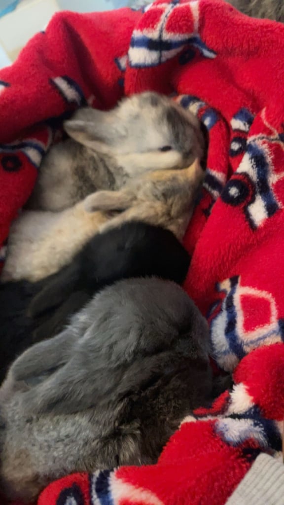 Bunnys ready to leave now 