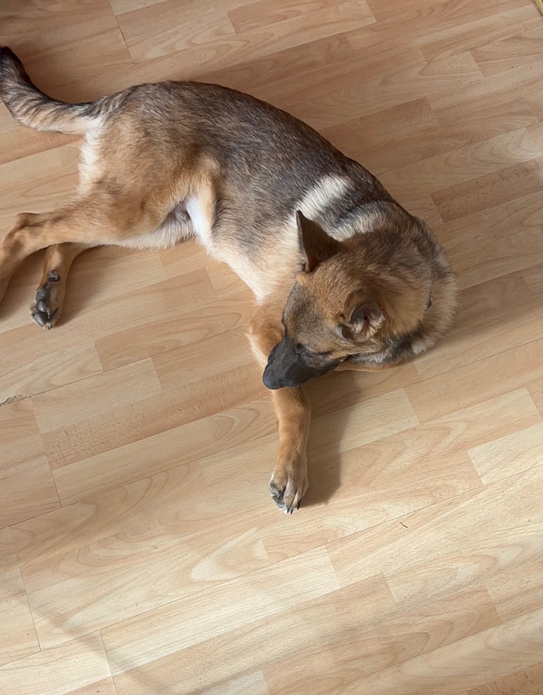 German Shepherd Male Dog 6 months Old 