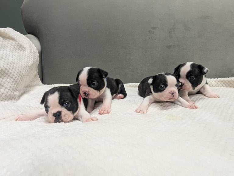 Beautiful Boston Terrier Boys Ready for Forever Homes