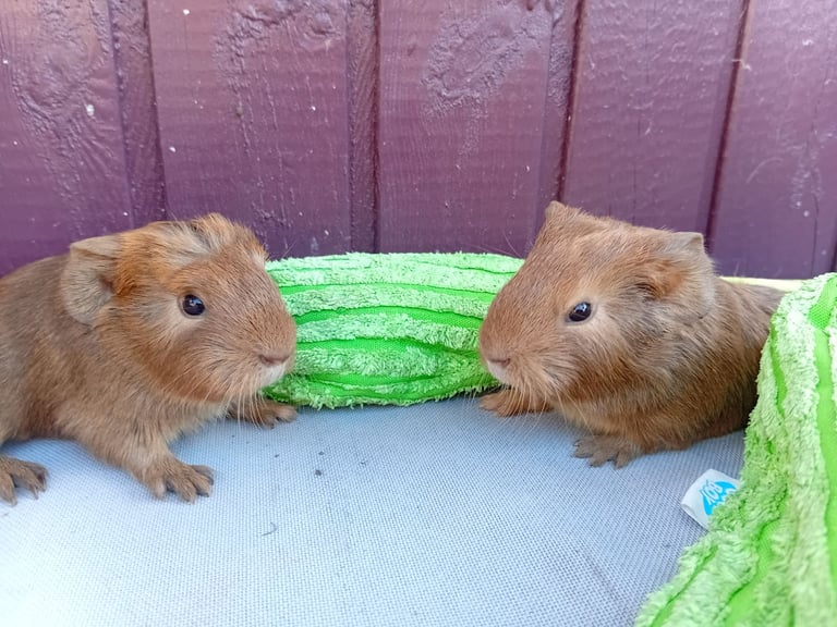 Baby guinea pig
