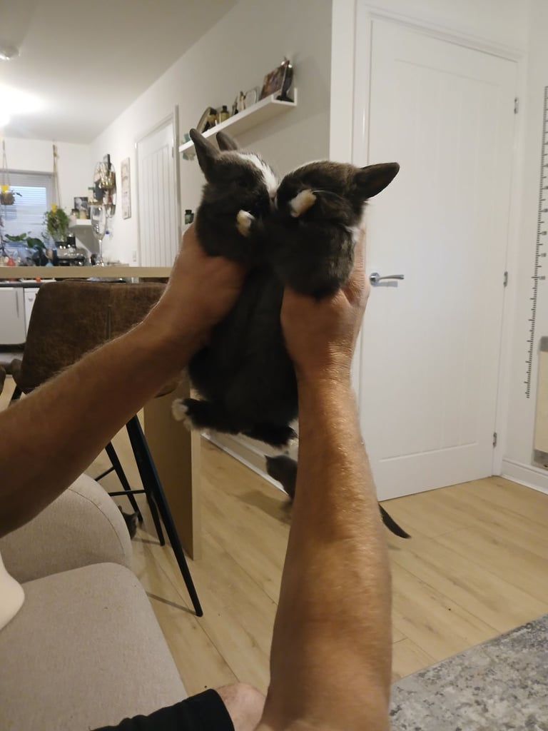  Holland dwarf bunny 