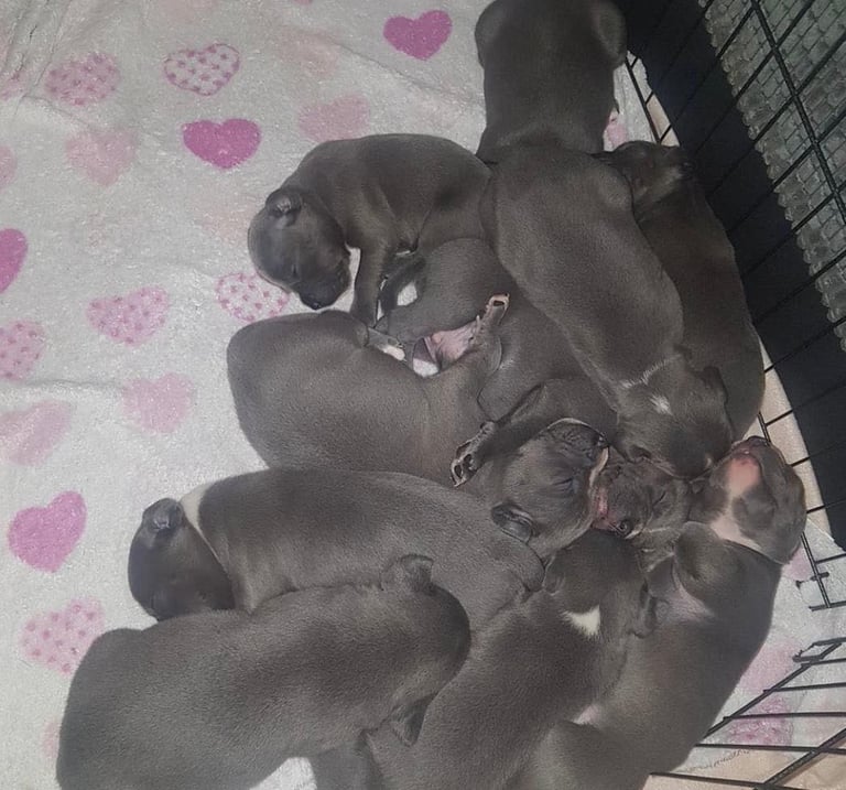 Blue Staffordshire bull terrier puppies 