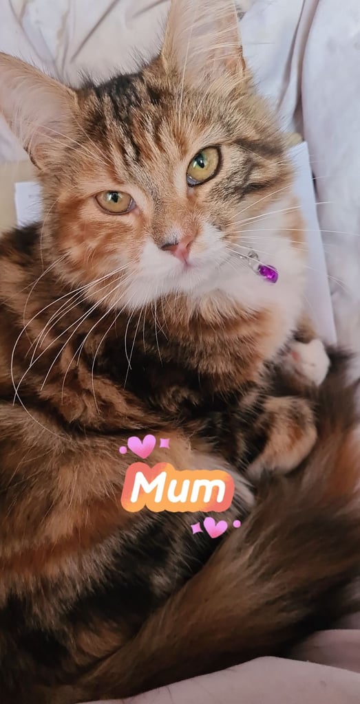 X5 Maine coon x Norwegian forest 