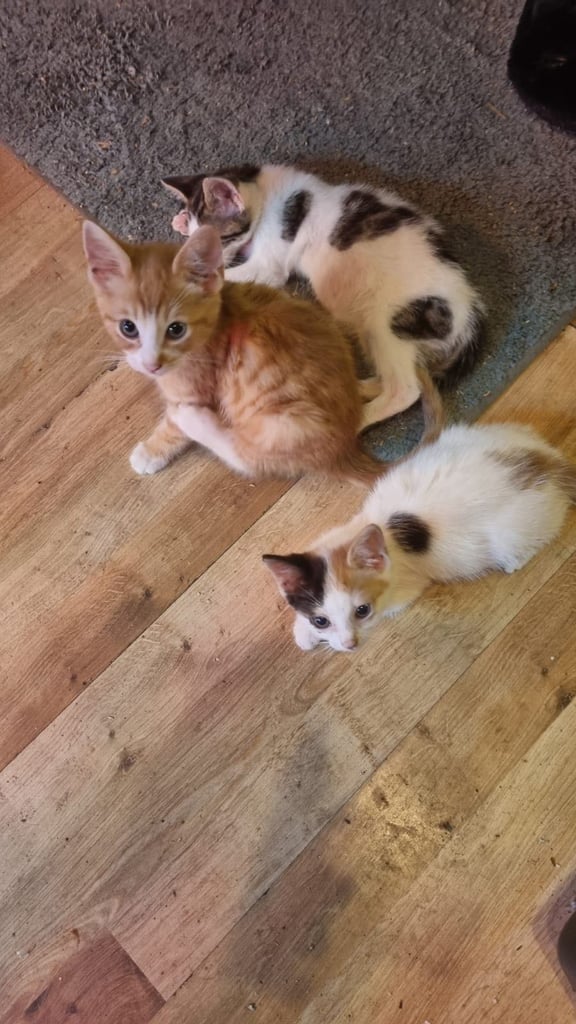 Kittens for sale
