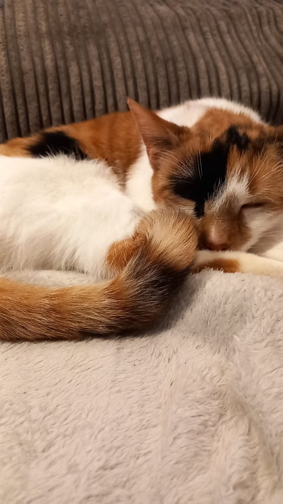 2 beautiful female sisters looking for forever home 