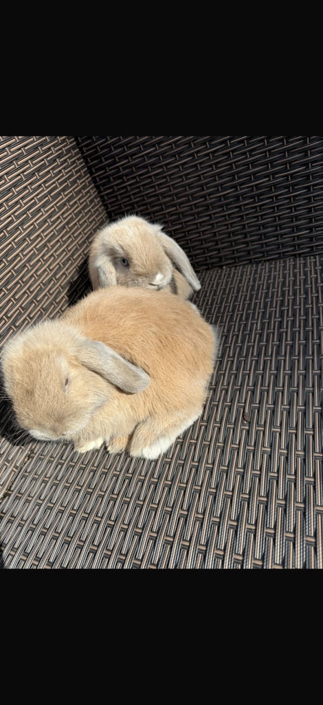 2 Rabbits for sale 