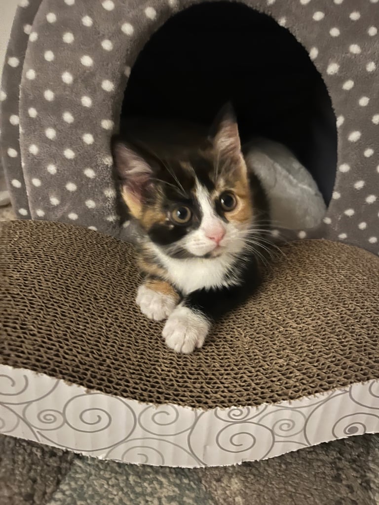 kitten for sale 