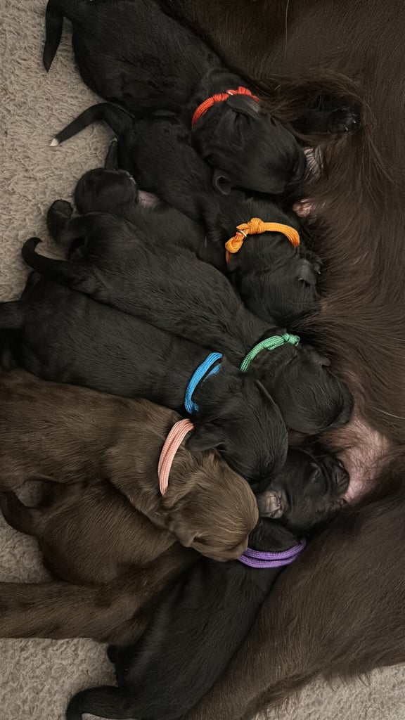 image for READY TO LEAVE Cockapoo Puppies Looking For Their Forever Homes💕