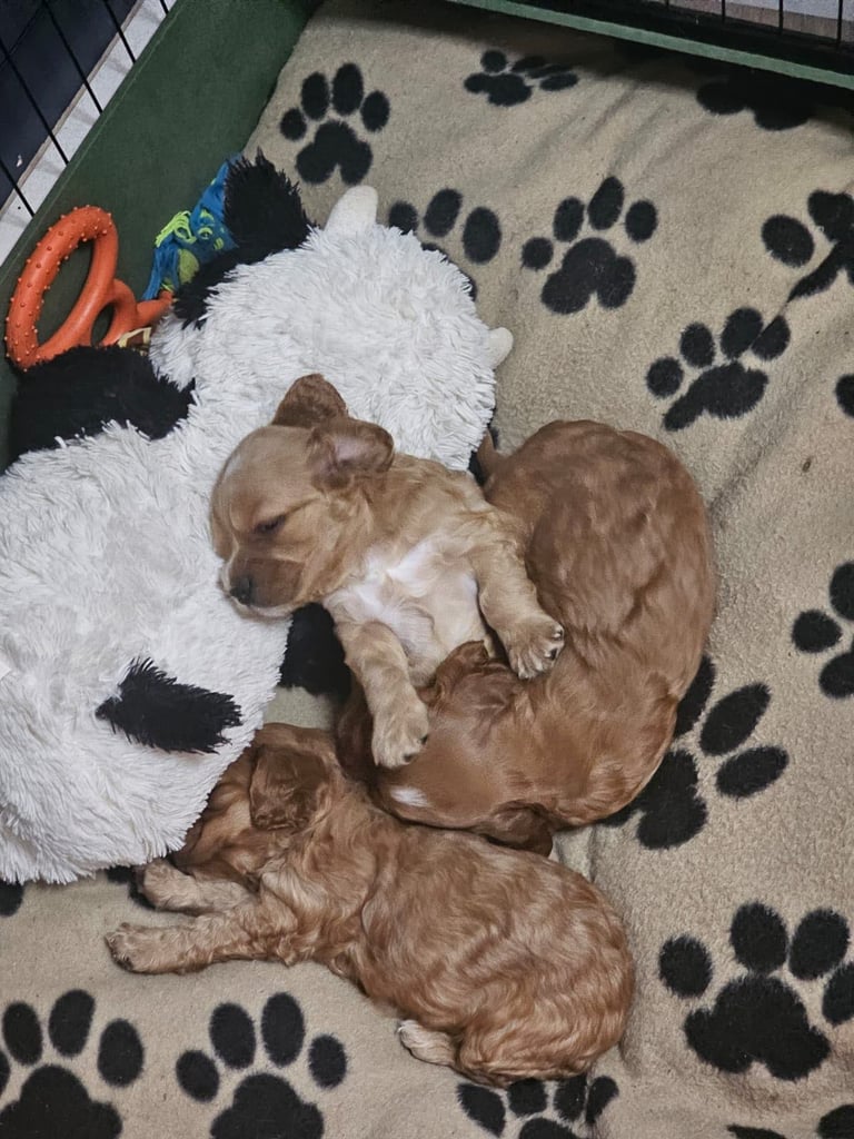 Ready to go! 1 beautiful show cocker spaniel for sale