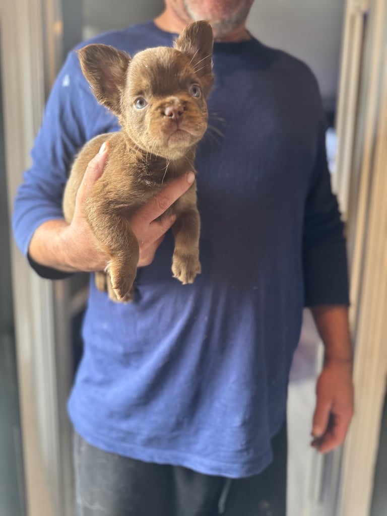 Beautiful Frenchbulldogs 