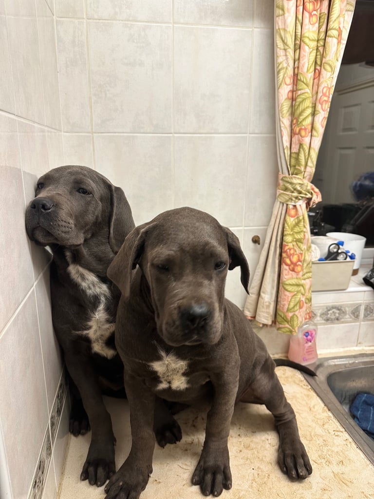 Italian Mastiff Cane Corso 