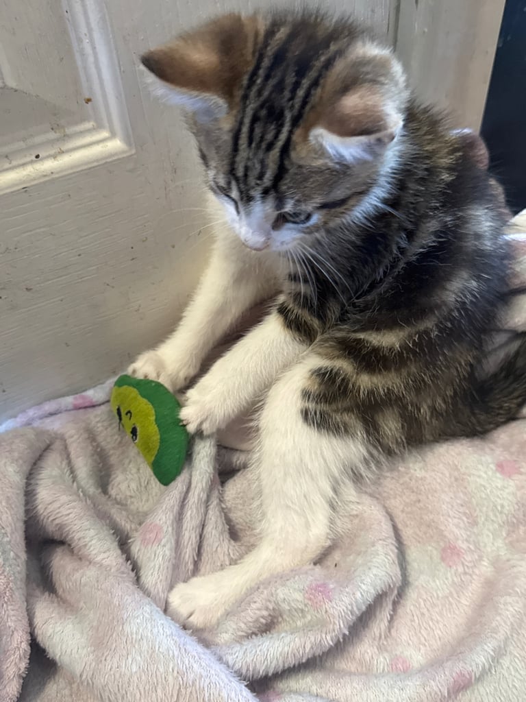 3 beautiful kittens left
