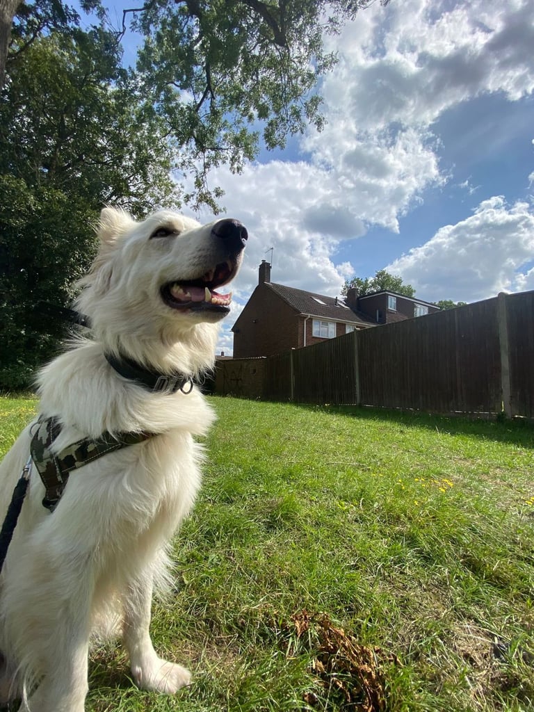 Pedigree jewel German Shepherd 