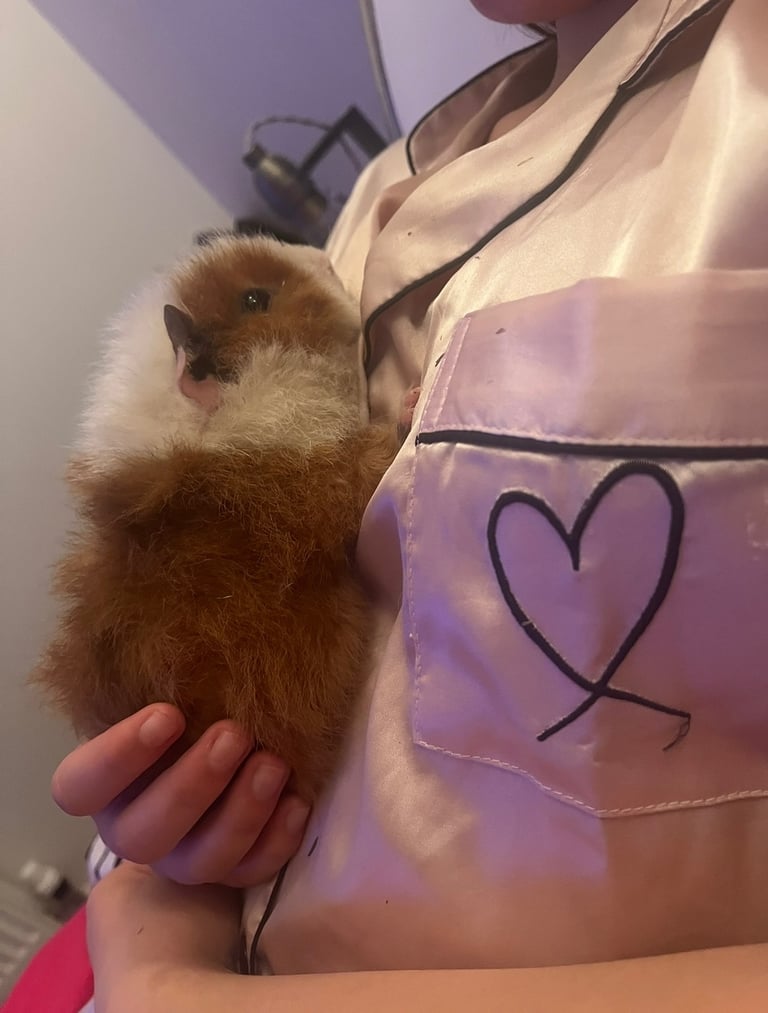 Male guinea pig needs new home 