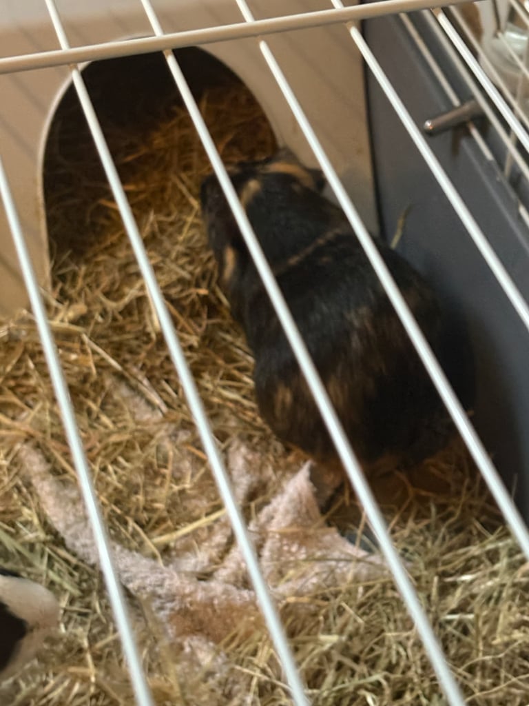 Guinea pigs for sale 