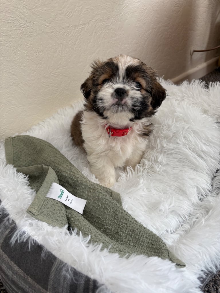 Puppy for sale 