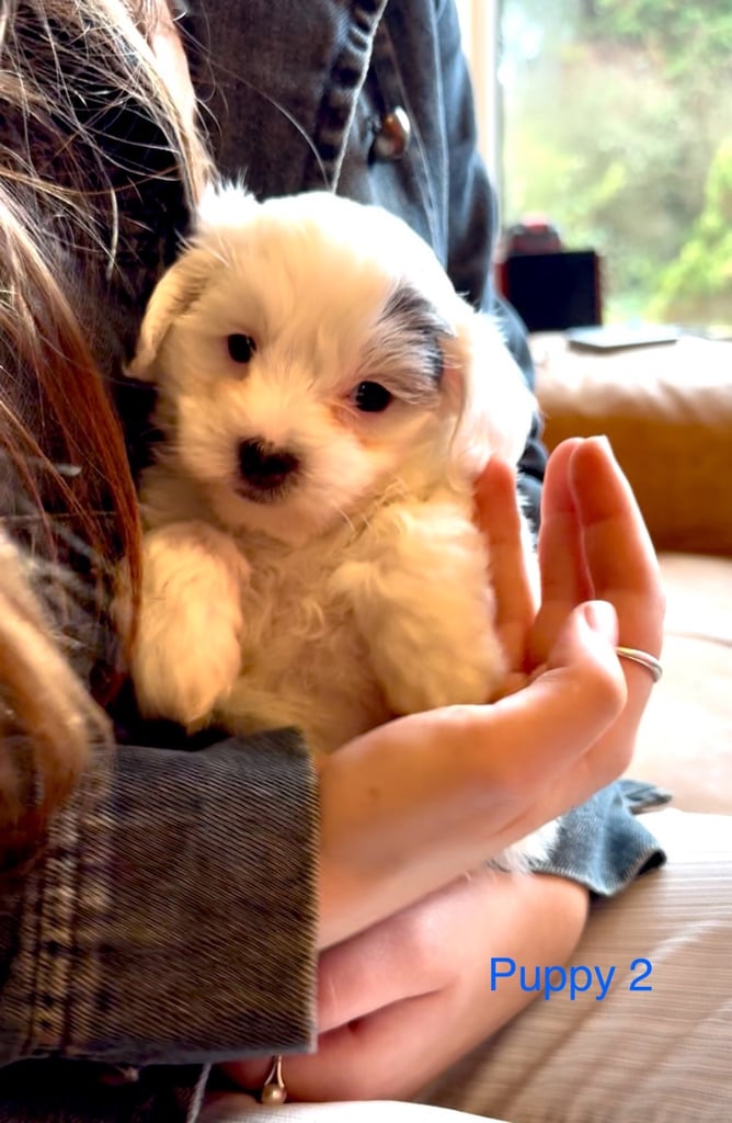 Exquisitely Cute Toy Teddy Maltipoo Puppies