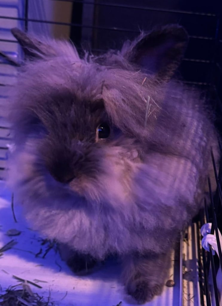 image for Brown lionhead male bunny