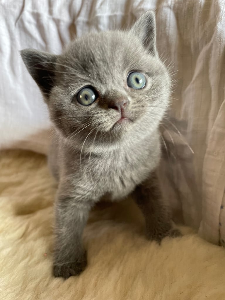 British blue shorthair pure bred kittens
