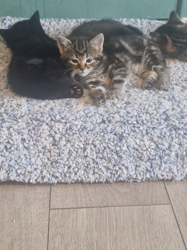 Kittens for sale