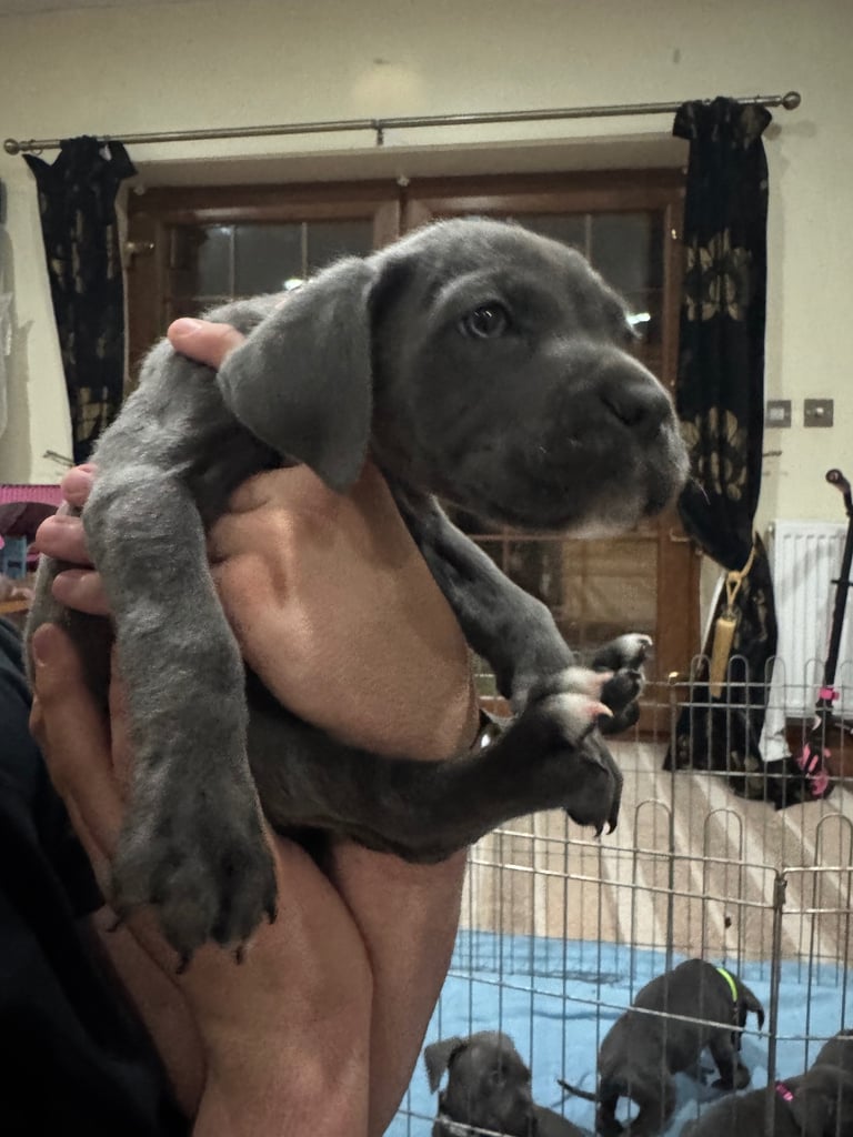 image for Pure Pedigree Cane Corso Puppies
