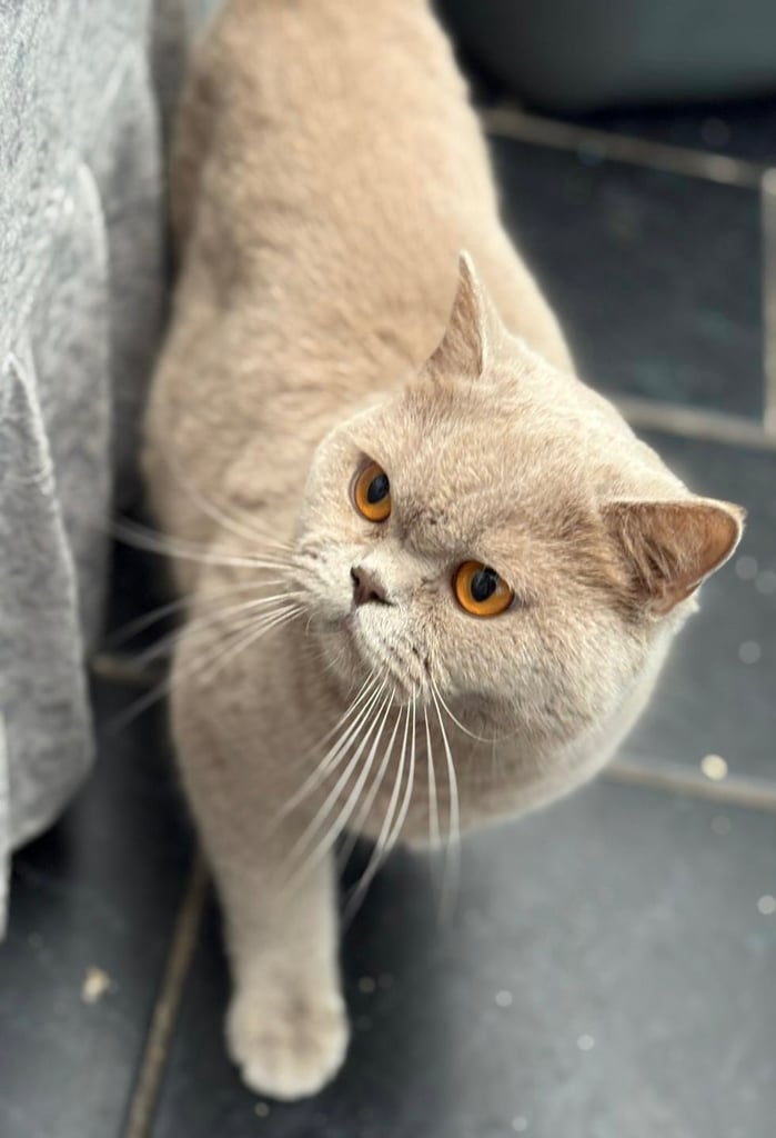 6 British short hair kittens 