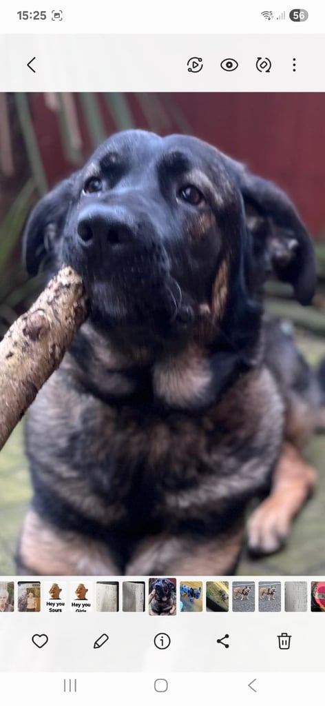 German shepherd x Caucasian 