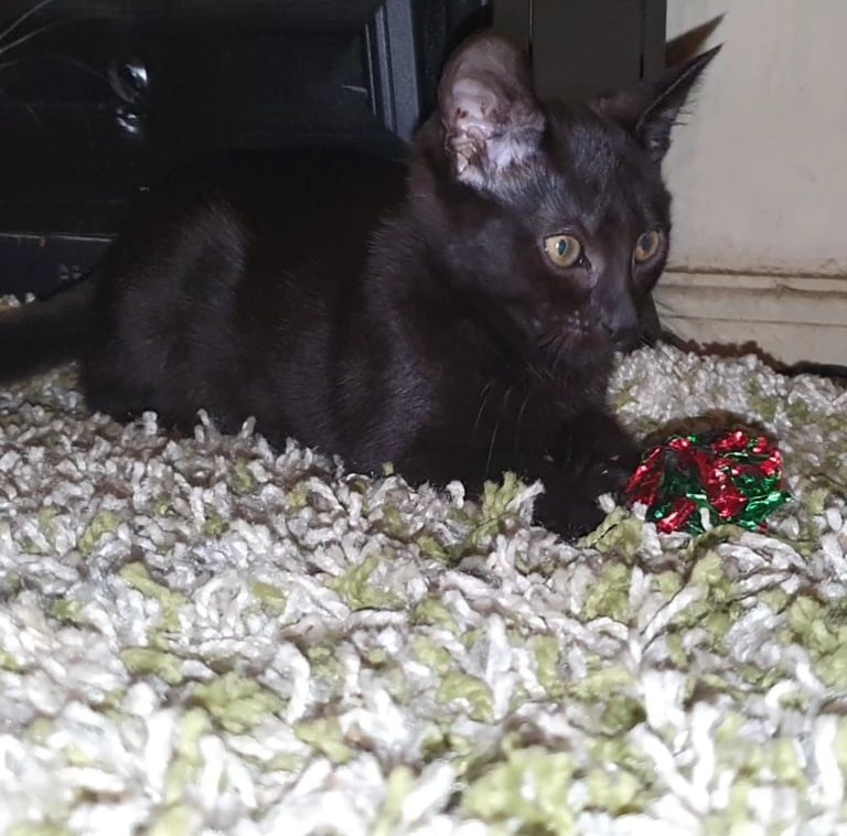 Dark Brown Tabby/Bombay Male Kittens for sale 