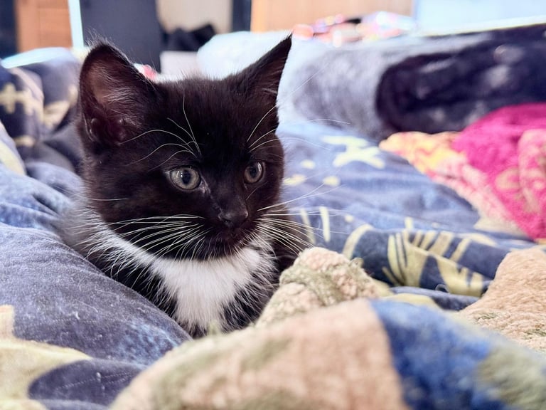 British shorthair cross