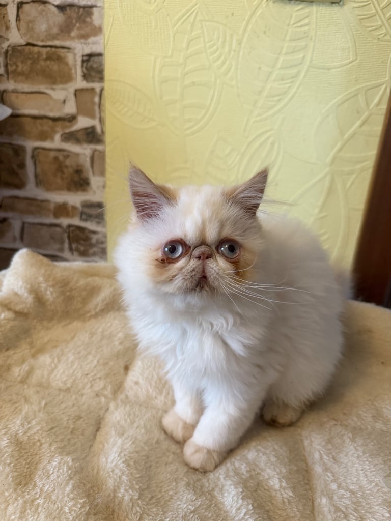 💗 Beautiful Persian Kittens 💗