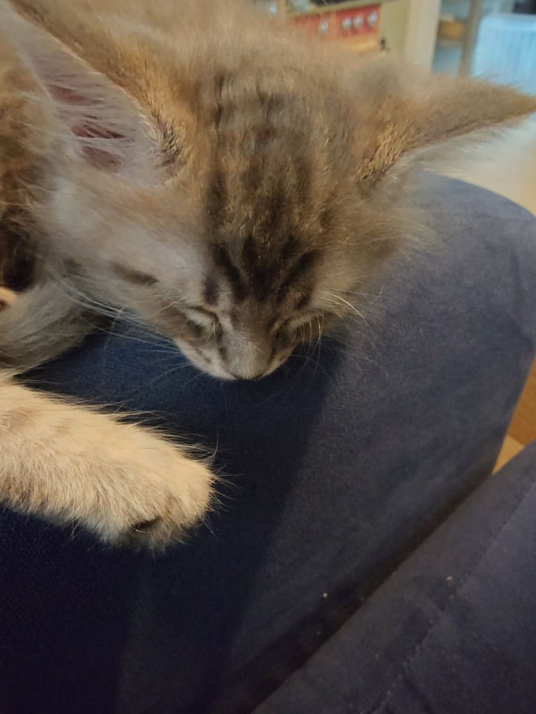 Purebred Maine Coon Kittens 