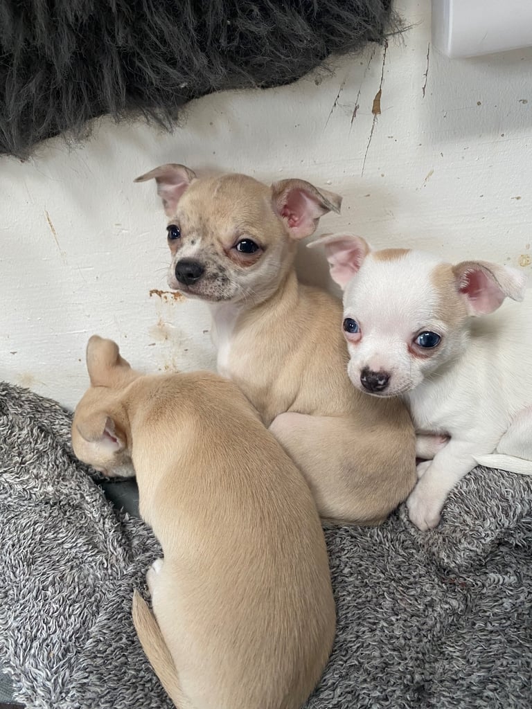 Pedigree Chihuahua puppies 