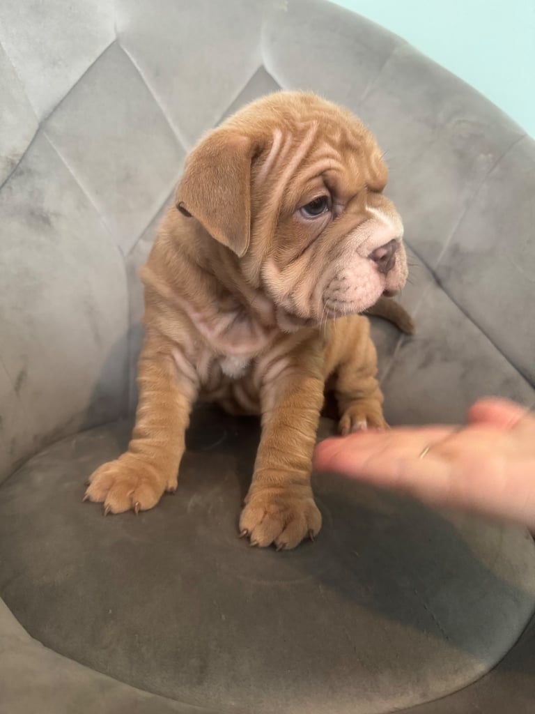 8 week old bullpei female 