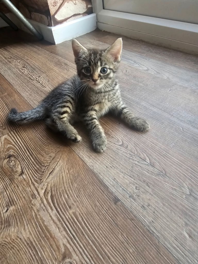 Beautiful kittens for sale