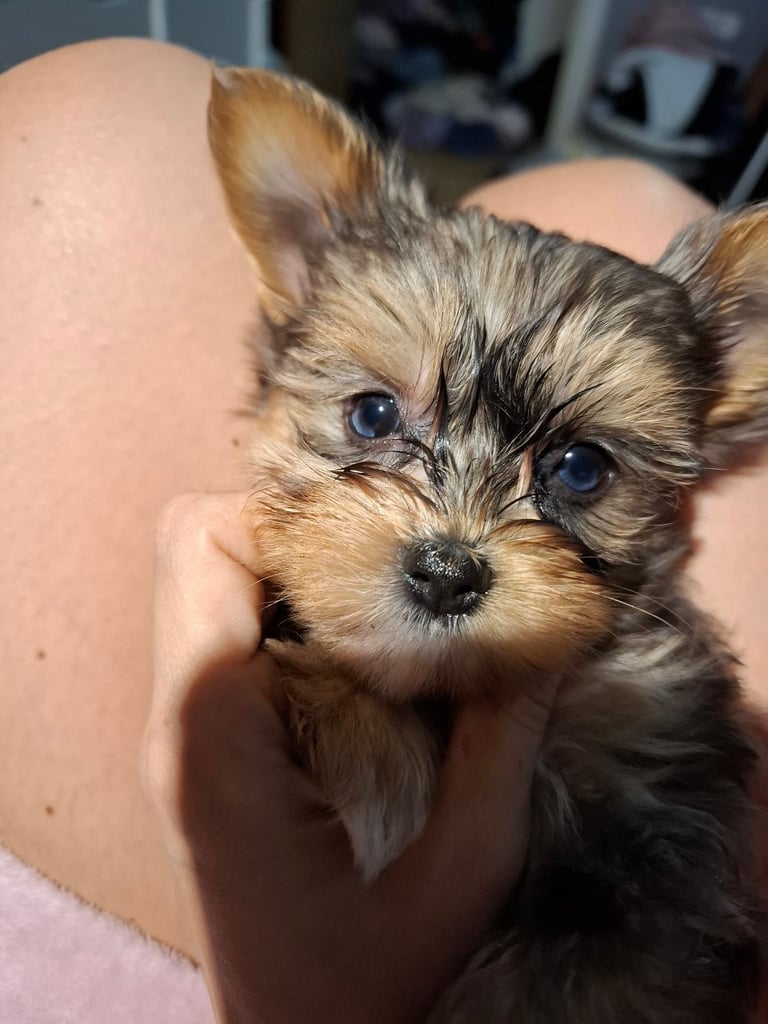 Female Yorkshire terrier 