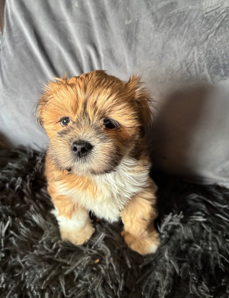 Lhasa Apso Girl Pup