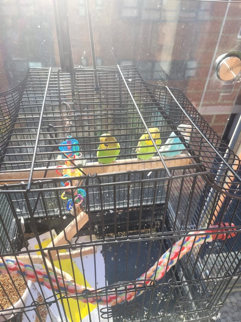 Budgies and cage available for sale 