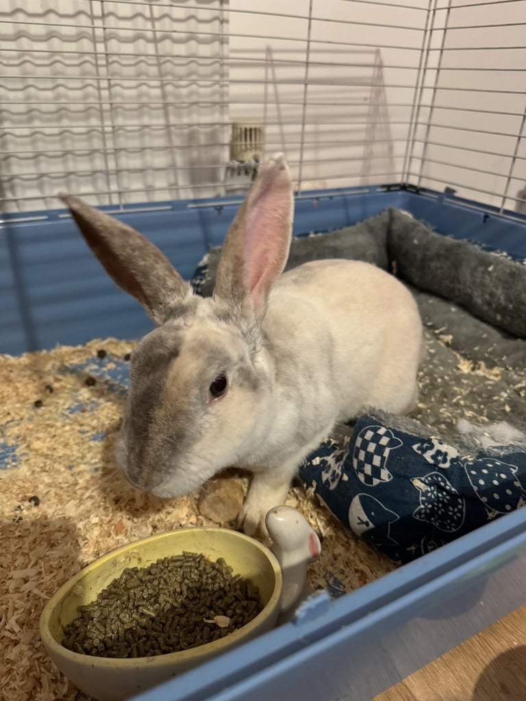 Rex male rabbit for sale
