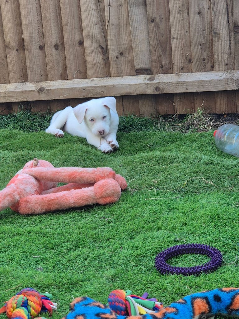 Husky mix puppies - 4 girls left! 