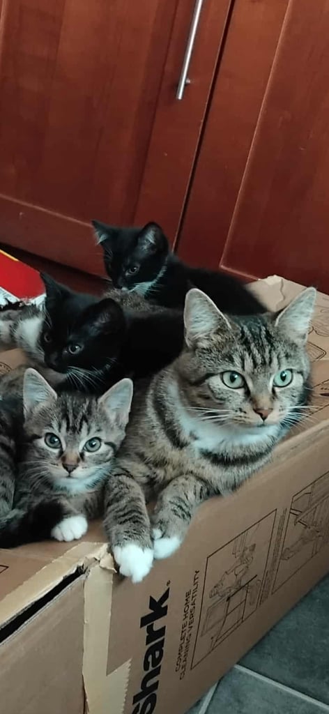 image for Beautiful kittens ! 