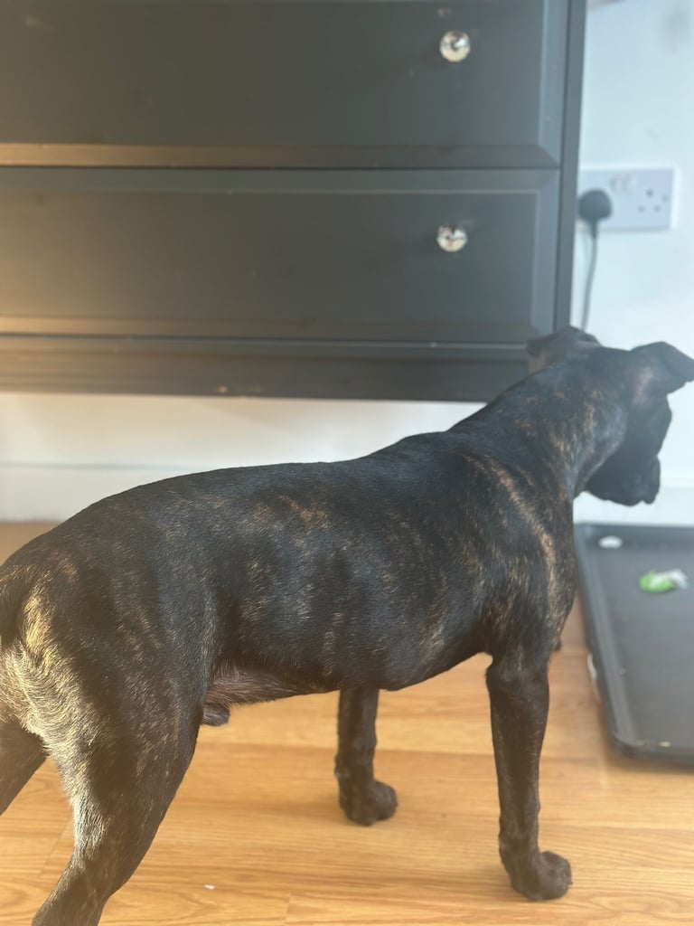 Staffy puppy male 
