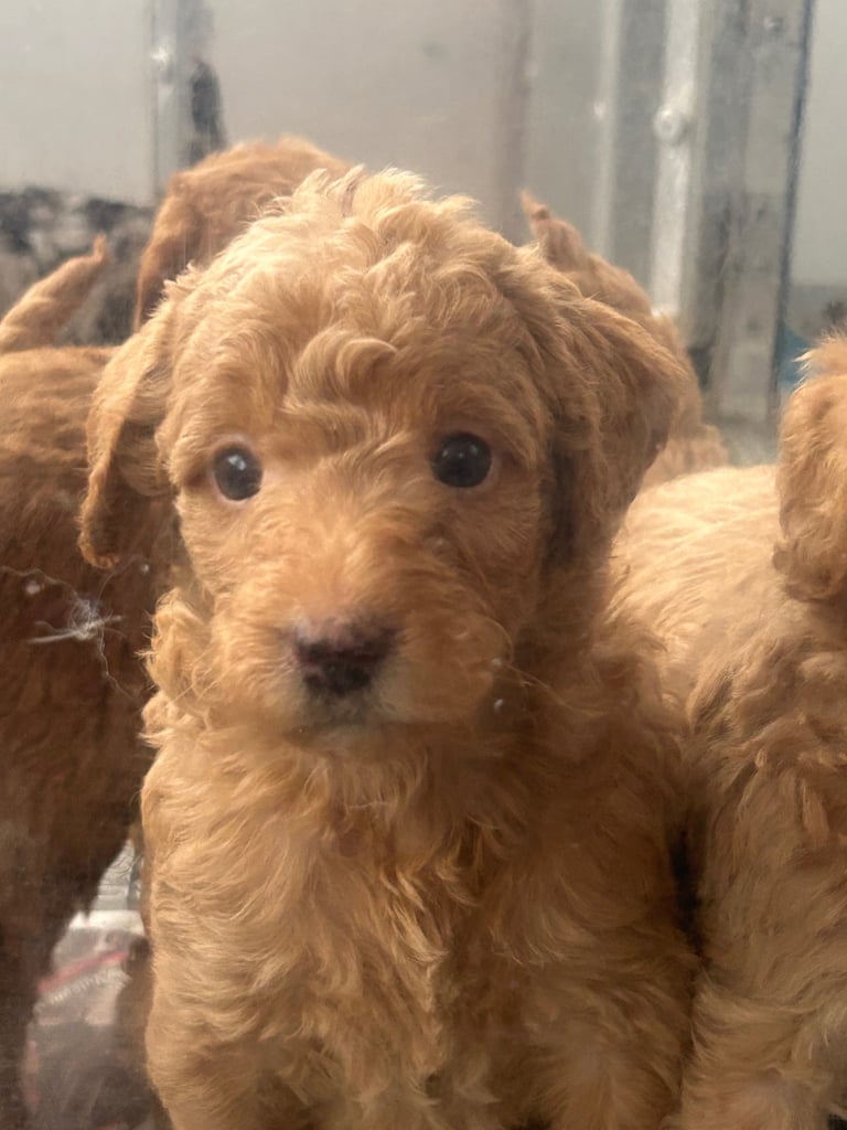 F1b miniature labradoodle 