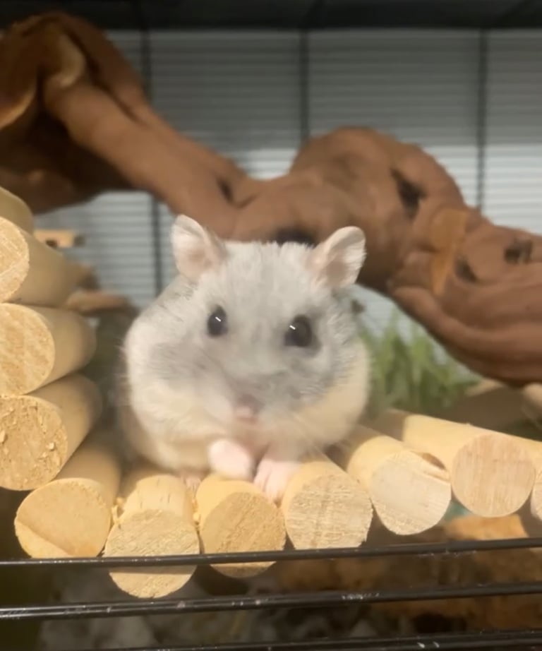 Pawhut hamster cage and lots of accessories for sale