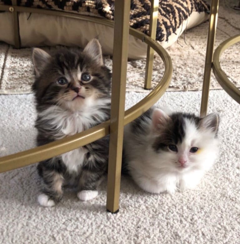 Maine coone / bengal. 