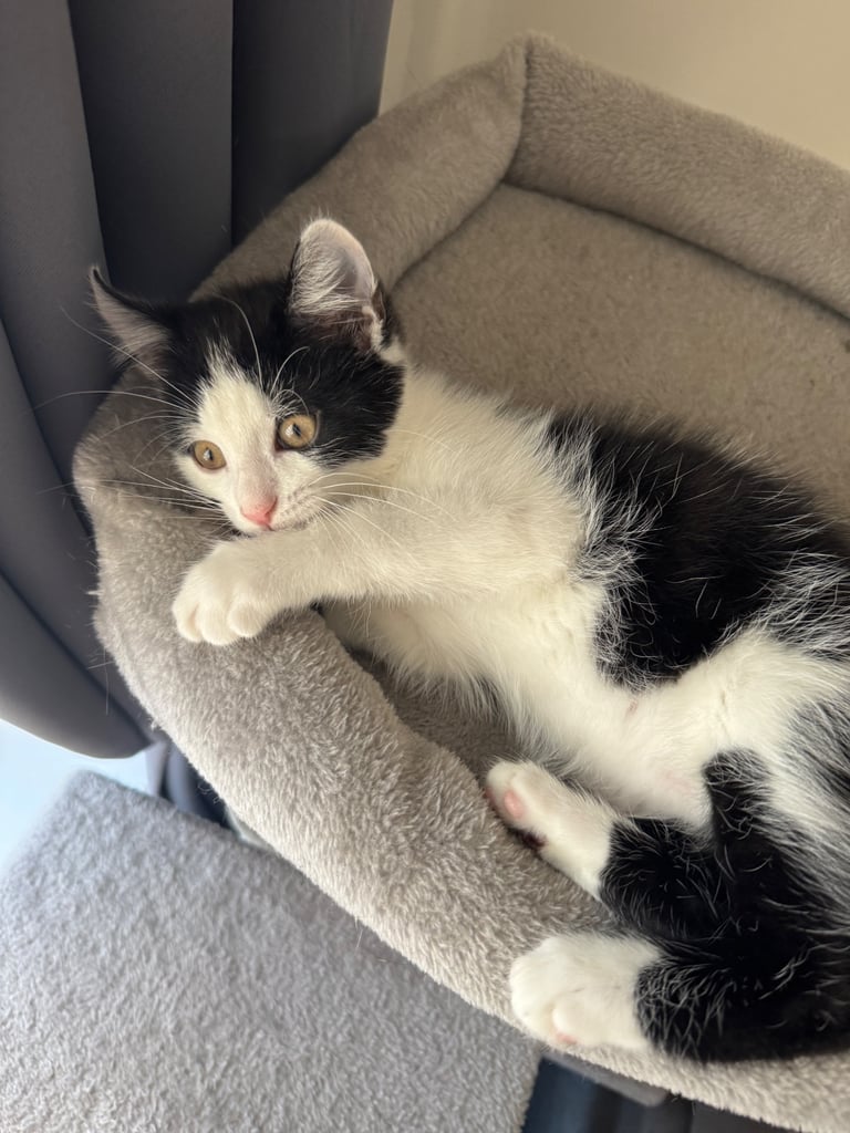 image for Black and white kitten 