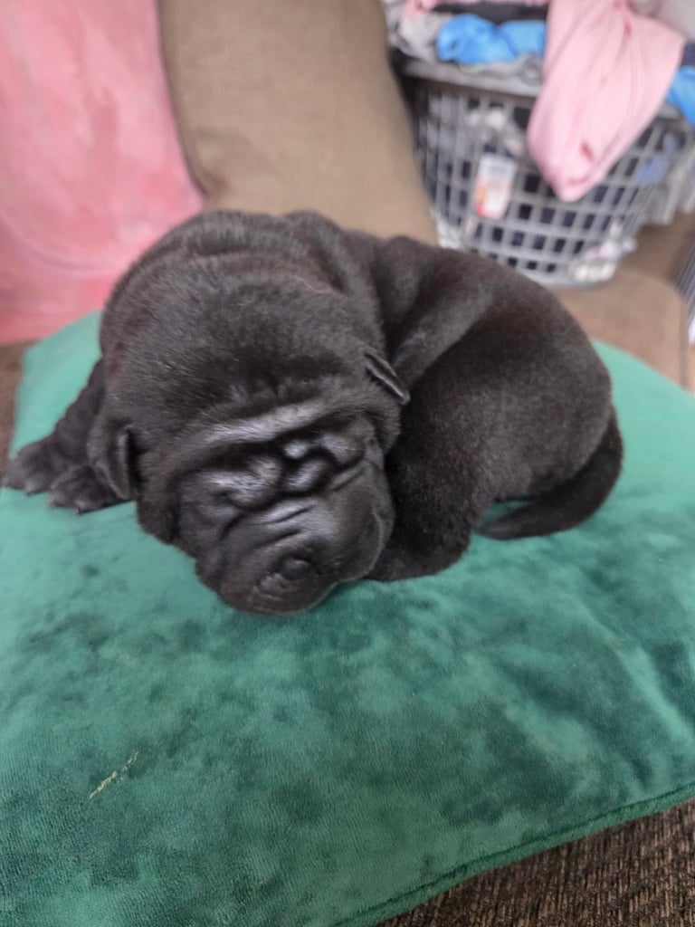 Shar pei puppies for sale 